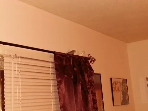 2 of the stubborn parakeets that would not cooperate and go back into their cage.