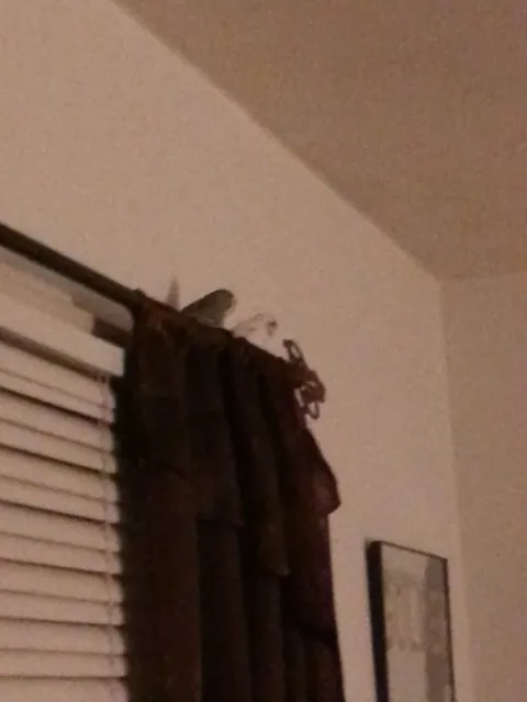 Birdos