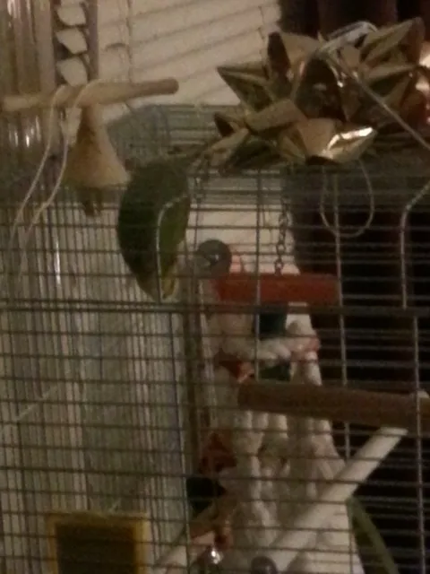 Vampire bird