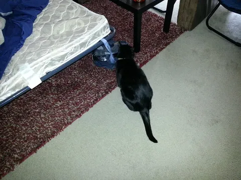 Sniffin’ pants and whatnot