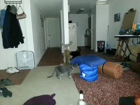Inspector Kitteh