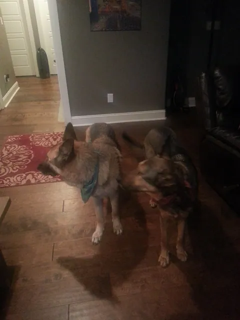 Pavlov and Jack