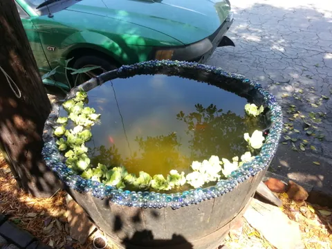 Goldfishies
