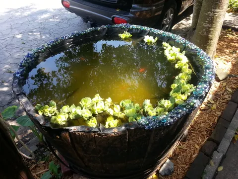 More goldfishies!