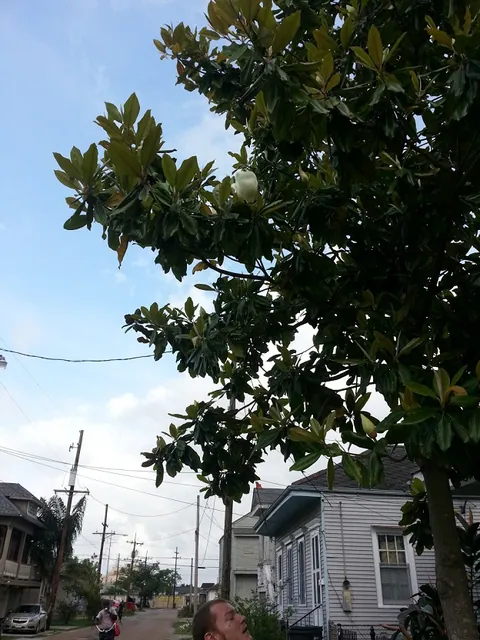 First Magnolia we saw