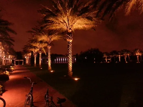 Palm trees always weird me out. Palmetto bug heaven.