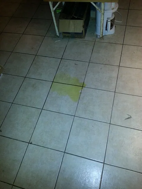 Uh oh, one of the dogs made a mess