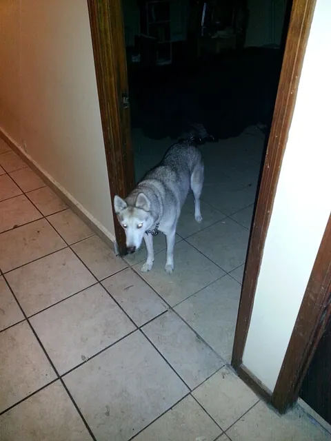 Amber, probably scopin’ for food.